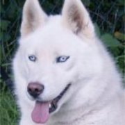 Liubov's Etoile De Neige